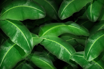 Top view of a large tropical banana leaf