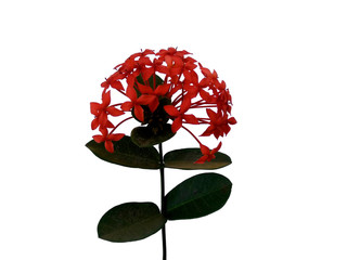 Red flower for flower frame or other decoration. Ashoka flower isolated on white background.