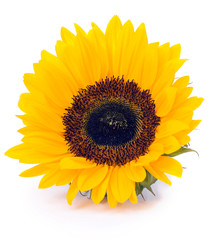 Fototapeta premium Sunflower