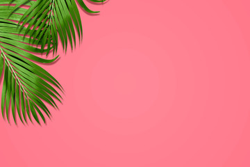 Palm leaves in vibrant color