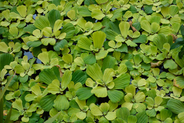 Green sálvia beautiful water plant