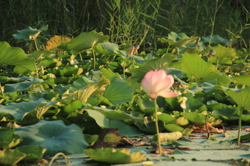 Paisagens da Caxemira