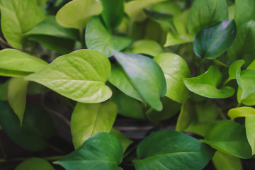 Nature Minimal Concept.Close up detail in fresh green leaves pattern background in a formal garden , Natural background and wallpaper