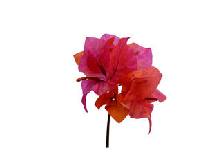 Flower for flower frame or other decoration. Bougainvillea flower isolated on white background.