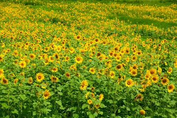 Big yellow sunflowers field with bees
