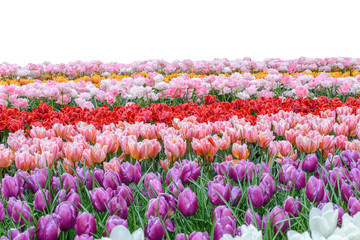 Spring coloful tulip bulb flower field isolated on white background