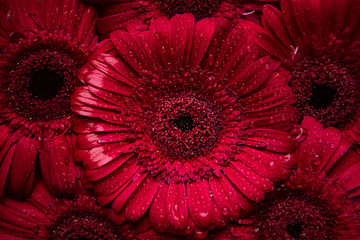 Valentine Red Gerbera 