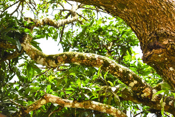 close up of tree branch