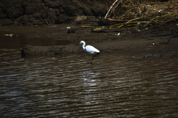 Beautiful snow egret near blue water surface