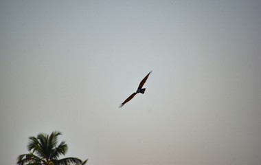 Eagle flying in solitude, blue sky background