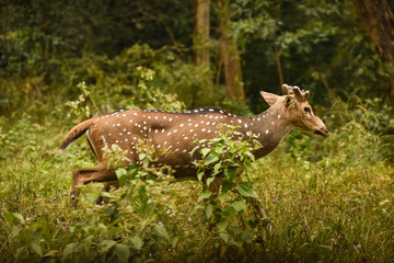 Beautiful spotted deer in a dense green forest
