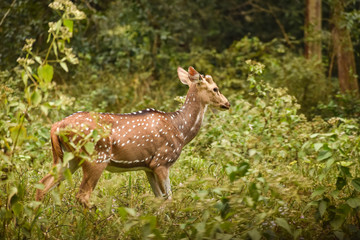 Beautiful spotted deer in a dense green forest