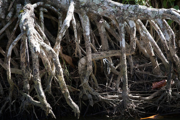 Mangue roots from Recife Brazil