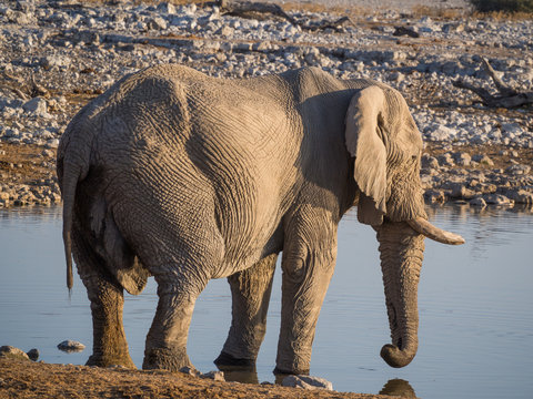 African ELEPHANT STANDING At Water Hole In Etosha National Park, Namibia, Africa