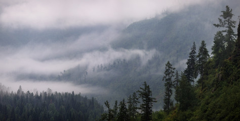 Siberian mountain taiga on a misty morning. Fog lays on the forested mountain slopes. Natural light.