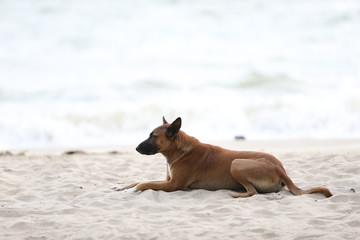 dog on the beach