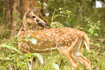Beautiful spotted deer with Indian myna in a dense green forest
