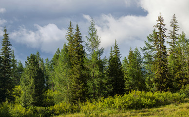 Fototapeta na wymiar Green coniferous forest, summer view