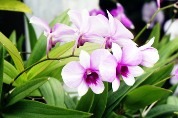 Naklejka premium Orchids in the flower garden
