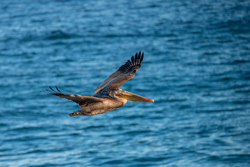 Pelican