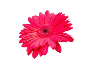 Flower for flower frame or other decoration. Dahlia flower isolated on white background.