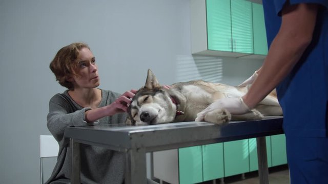 Owner pets his dog lying on the table, vet talks with owner
