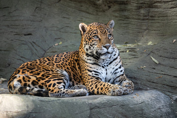 Jaguar portrait - obrazy, fototapety, plakaty