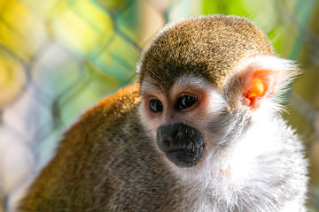 Squirrel Monkey