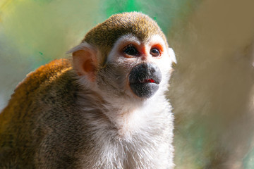 Squirrel Monkey
