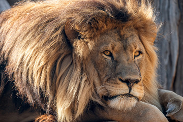 Portrait of a Male Lion