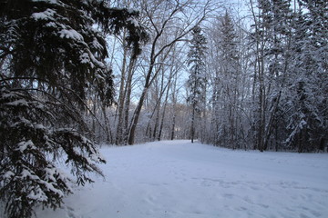 Winter On The Trail, Gold Bar Park, Edmonton, Alberta