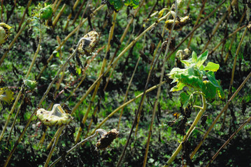 枯れたヒマワリ　素材