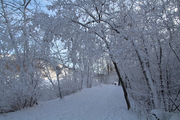 Beauty Of The Frost, Gold Bar Park, Edmonton, Alberta