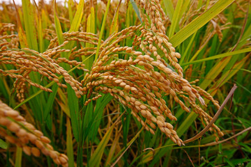 The autumn rice fields