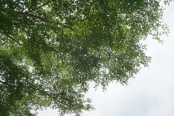 tree with green leaves