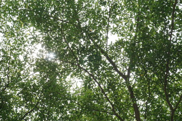 tree with green leaves