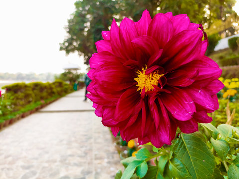 red colour Dahlia pinnata flower