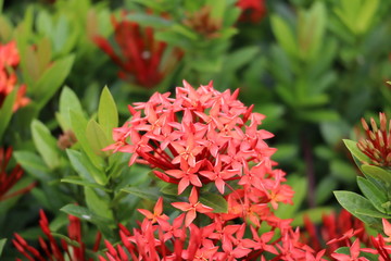 red flower in the garden