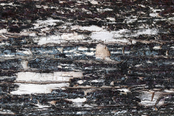 Brown tree skin. dry tree brown and bark texture and background 