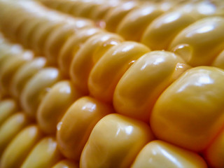 Corn cob close up selective focus