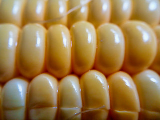 Corn cob close up selective focus