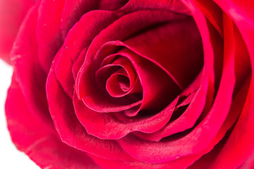 One red rose closeup.
