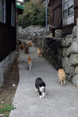 愛媛県大洲市　アオシマの猫達