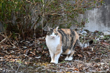 三毛猫（10歳）