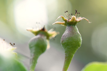 Small ovaries of pear on a tree branch in spring garden