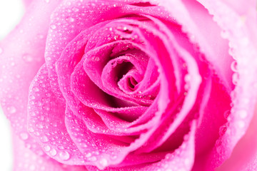 A pink rose covered with drops of water.