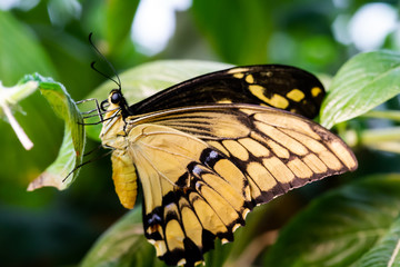 Butterfly resting on a leaf