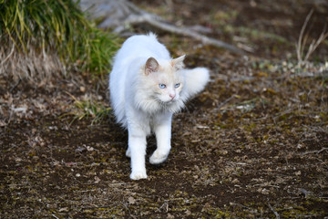 Fototapeta premium 白猫