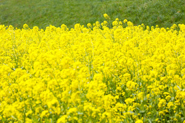 信州　いいやま菜の花畑