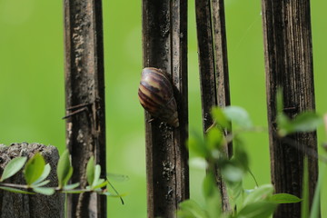 snail on a leaf